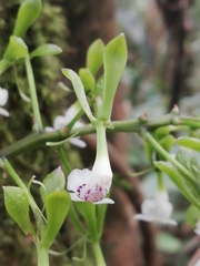 Epidendrum veroscriptum