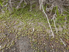 Halocnemum strobilaceum