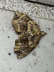 Chaetolopha incurvata