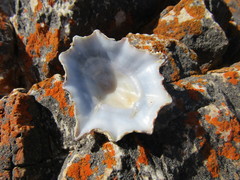 Scutellastra longicosta