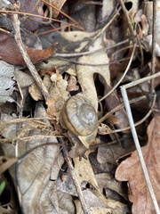 Webbhelix multilineata