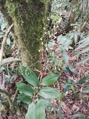 Epidendrum veroscriptum