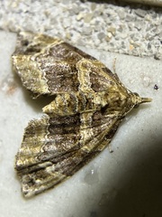 Chaetolopha incurvata