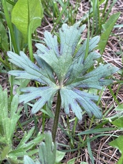 Ranunculus