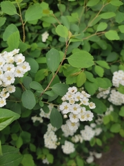 Spiraea trilobata