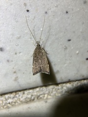 Torodora gemella
