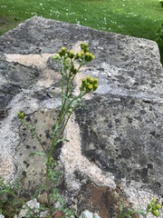 Senecio vulgaris