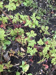 Geranium robertianum
