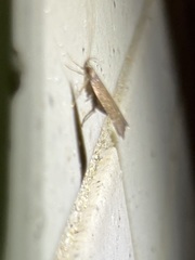 Torodora gemella