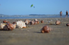 Struthiolaria papulosa