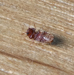 Stegobium