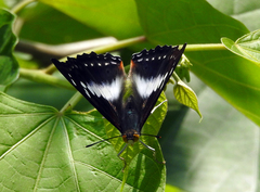 Apaturinae