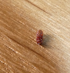 Stegobium