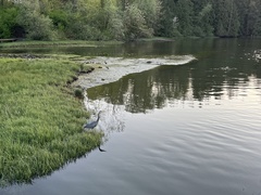 Ardea herodias fannini