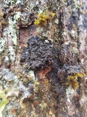 Fuscopannaria sorediata