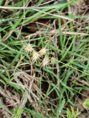Bouteloua rigidiseta