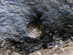 Cryptomastix germana