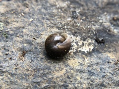 Cryptomastix germana