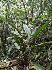 Anthurium seleri