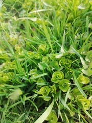 Lysimachia nummularia