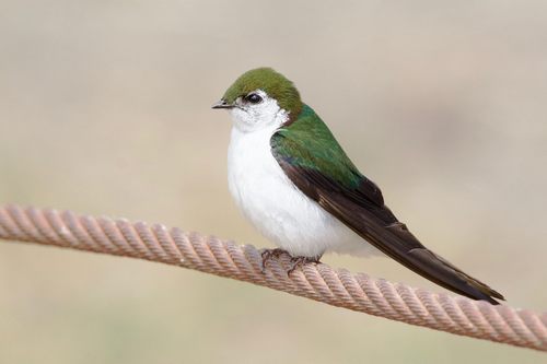 Violet-green Swallow