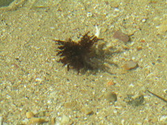 Athyonidium chilensis