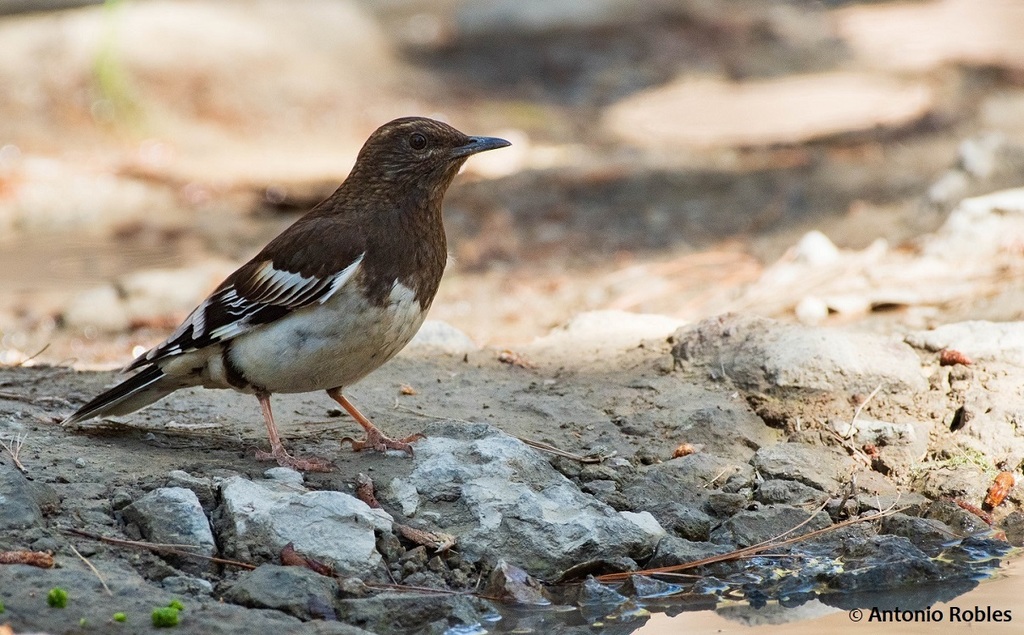 Aztec Thrush photo