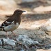 Aztec Thrush - Photo (c) Antonio Robles, some rights reserved (CC BY-NC-SA), uploaded by Antonio Robles
