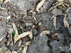 Panagaeus bipustulatus