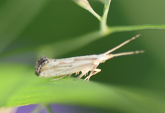 Plutella porrectella