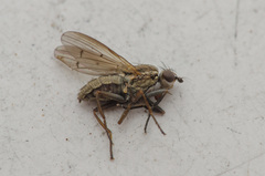 Pherbellia cinerella