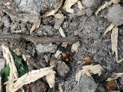 Panagaeus bipustulatus