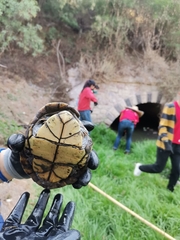 Kinosternon hirtipes