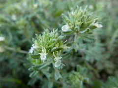 Teucrium carthaginense