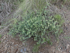 Teucrium carthaginense