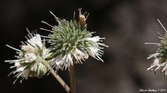 Hydrophyllum occidentale