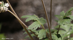 Hydrophyllum occidentale