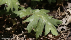 Hydrophyllum occidentale