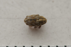 Trichosirocalus troglodytes