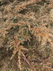 Juniperus communis depressa