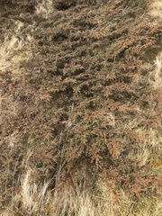 Juniperus communis depressa