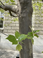 Platanus