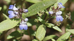 Collinsia torreyi