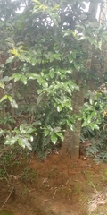 Magnoliopsida