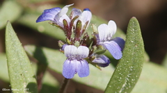 Collinsia torreyi