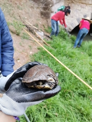 Kinosternon hirtipes