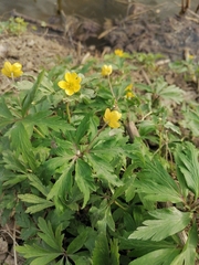 Anemonoides ranunculoides
