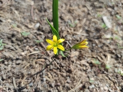 Gagea granulosa