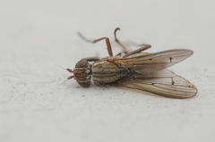 Pherbellia cinerella