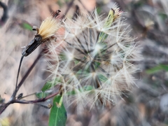 Porophyllum punctatum